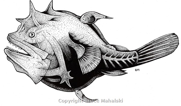 021 -Phantom Angler Fish